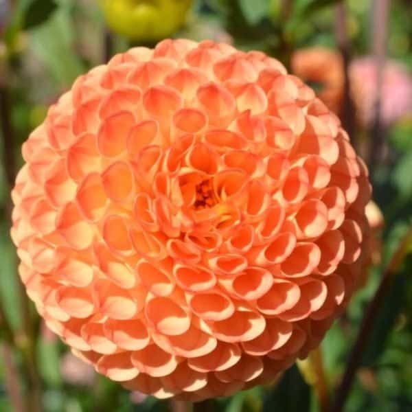 Ms Kennedy Dahlia - Dynomite Farm - Santa Cruz, California