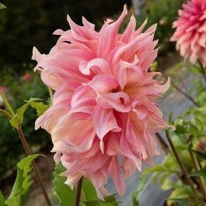 Penhill Watermelon Dahlia - Dynomite Farm - Santa Cruz, California