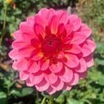 Salmon Kiss Dahlia - Dynomite Farm - Santa Cruz, California