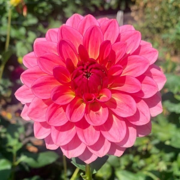 Salmon Kiss Dahlia - Dynomite Farm - Santa Cruz, California