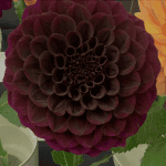 Ty Royal Dahlia - Dynomite Farm - Santa Cruz, California
