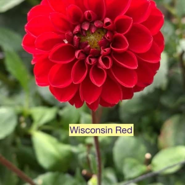 Wisconsin Red Dahlia - Dynomite Farm - Santa Cruz, California