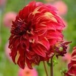Bohemian Spartacus Dahlia - Dynomite Farm - Santa Cruz, California