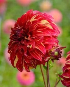 Bohemian Spartacus Dahlia - Dynomite Farm - Santa Cruz, California