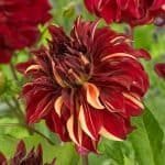 Bohemian Spartacus Dahlia - Dynomite Farm - Santa Cruz, California