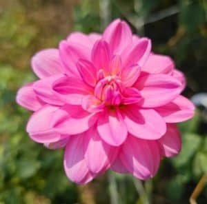 Cutie Patootie Dahlia - Dynomite Farm - Santa Cruz, California