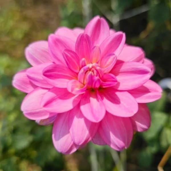 Cutie Patootie Dahlia - Dynomite Farm - Santa Cruz, California