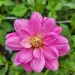 Cutie Patootie Dahlia - Dynomite Farm - Santa Cruz, California