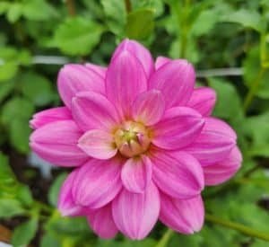 Cutie Patootie Dahlia - Dynomite Farm - Santa Cruz, California