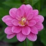 Cutie Patootie Dahlia - Dynomite Farm - Santa Cruz, California