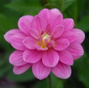 Cutie Patootie Dahlia - Dynomite Farm - Santa Cruz, California
