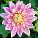 Gabbie's Wish Dahlia - Dynomite Farm - Santa Cruz, California