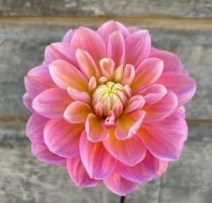 Gabbie's Wish Dahlia - Dynomite Farm - Santa Cruz, California