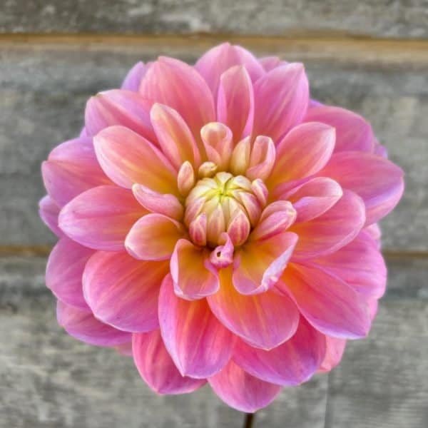 Gabbie's Wish Dahlia - Dynomite Farm - Santa Cruz, California