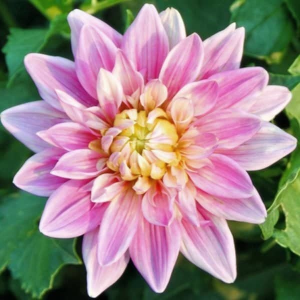 Gabbie's Wish Dahlia - Dynomite Farm - Santa Cruz, California