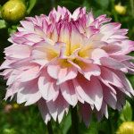Holly Hill Pinkie Dahlia - Dynomite Farm - Santa Cruz, California