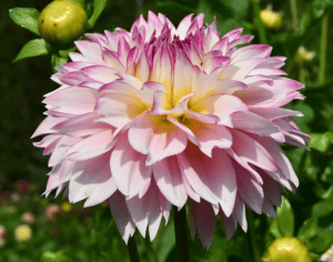 Holly Hill Pinkie Dahlia - Dynomite Farm - Santa Cruz, California