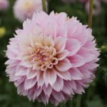 Holly Hill Pinkie Dahlia - Dynomite Farm - Santa Cruz, California