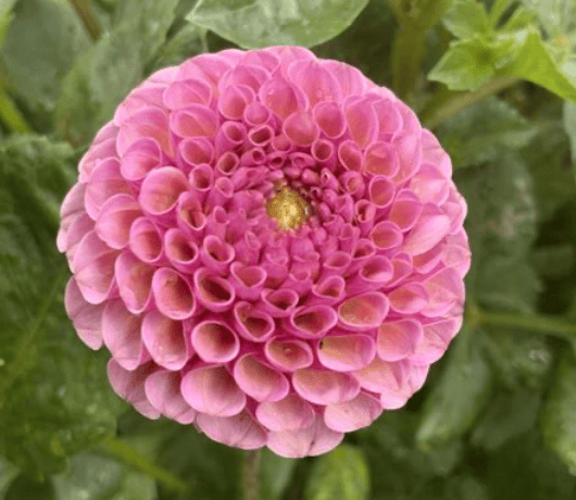 Koko Puff Dahlia - Dynomite Farm - Santa Cruz, California