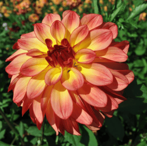 Mai Thai Dahlia - Dynomite Farm - Santa Cruz, California