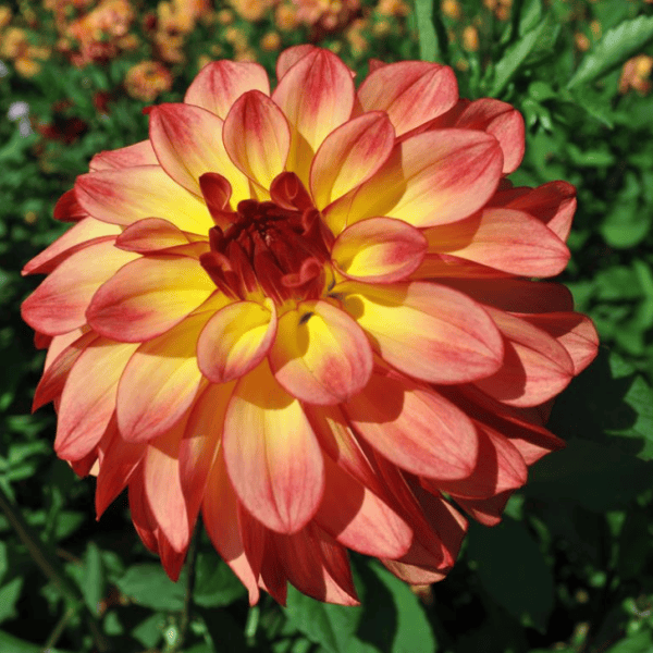Mai Thai Dahlia - Dynomite Farm - Santa Cruz, California