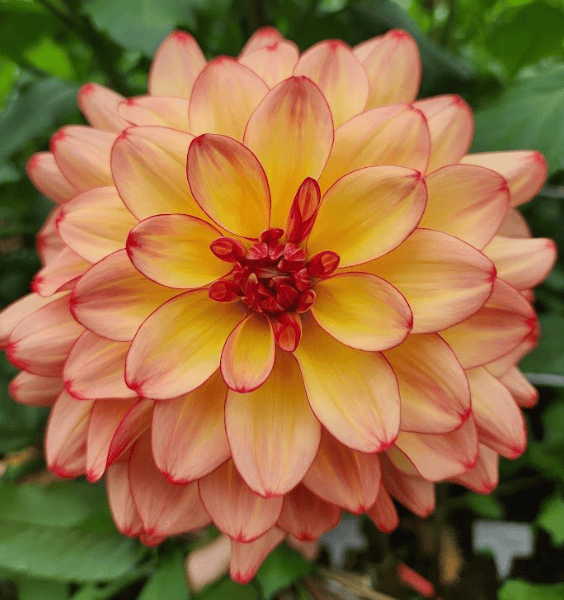 Mai Thai Dahlia - Dynomite Farm - Santa Cruz, California