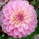 Marionberry Milkshake Dahlia - Dynomite Farm - Santa Cruz, California