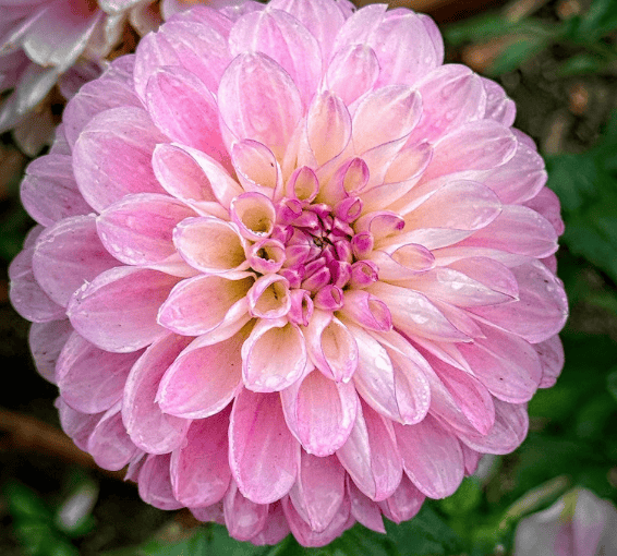 Marionberry Milkshake Dahlia - Dynomite Farm - Santa Cruz, California