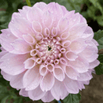 Marionberry Milkshake Dahlia - Dynomite Farm - Santa Cruz, California