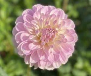 Marionberry Milkshake Dahlia - Dynomite Farm - Santa Cruz, California
