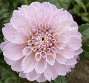 Marionberry Milkshake Dahlia - Dynomite Farm - Santa Cruz, California