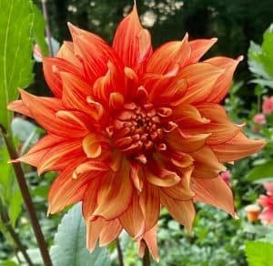 Mary P Dahlia - Dynomite Farm - Santa Cruz, California