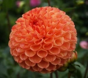 Ms Kennedy Dahlia - Dynomite Farm - Santa Cruz, California