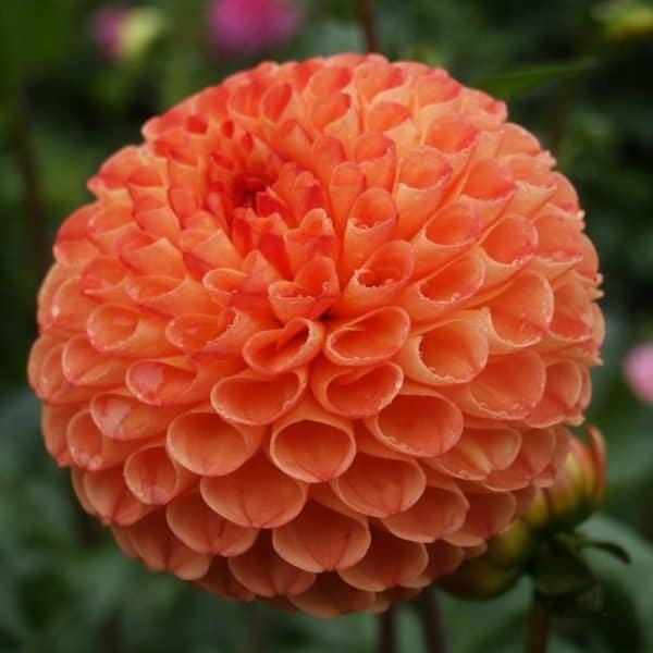 Ms Kennedy Dahlia - Dynomite Farm - Santa Cruz, California