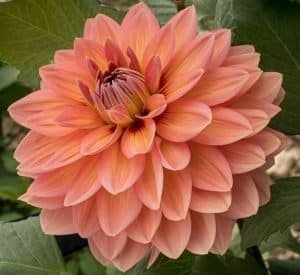 Nicholas 3003 Dahlia - Dynomite Farm - Santa Cruz, California