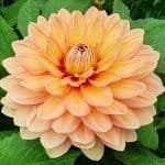 Nicholas 3003 Dahlia - Dynomite Farm - Santa Cruz, California