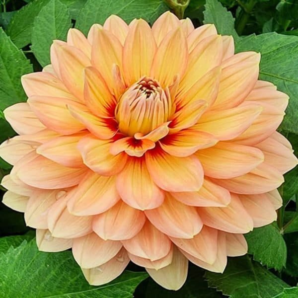 Nicholas 3003 Dahlia - Dynomite Farm - Santa Cruz, California