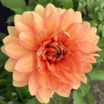 Nicholas 3003 Dahlia - Dynomite Farm - Santa Cruz, California