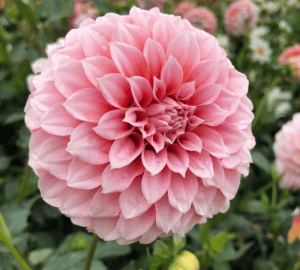 Peaches and Cream Dahlia - Dynomite Farm - Santa Cruz, California