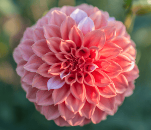 Peaches and Cream Dahlia - Dynomite Farm - Santa Cruz, California
