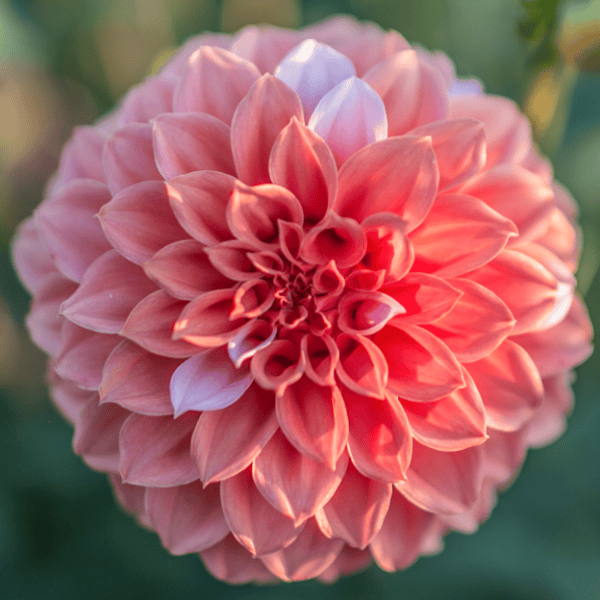 Peaches and Cream Dahlia - Dynomite Farm - Santa Cruz, California