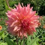 Penhill Watermelon Dahlia - Dynomite Farm - Santa Cruz, California