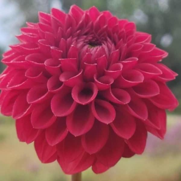 Sheval Megan Dahlia - Dynomite Farm - Santa Cruz, California