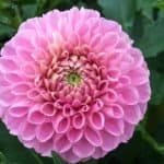 Sir Richard Dahlia - Dynomite Farm - Santa Cruz, California