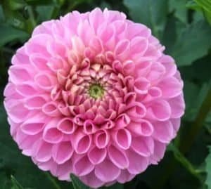 Sir Richard Dahlia - Dynomite Farm - Santa Cruz, California