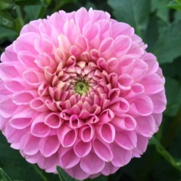 Sir Richard Dahlia - Dynomite Farm - Santa Cruz, California