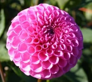 Sir Richard Dahlia - Dynomite Farm - Santa Cruz, California