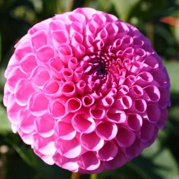Sir Richard Dahlia - Dynomite Farm - Santa Cruz, California