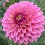 Skipley Spot of Gold Dahlia - Dynomite Farm - Santa Cruz, California