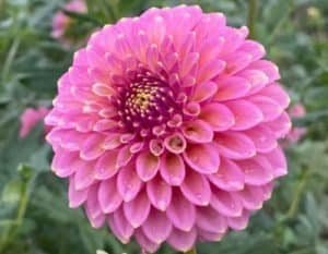 Skipley Spot of Gold Dahlia - Dynomite Farm - Santa Cruz, California